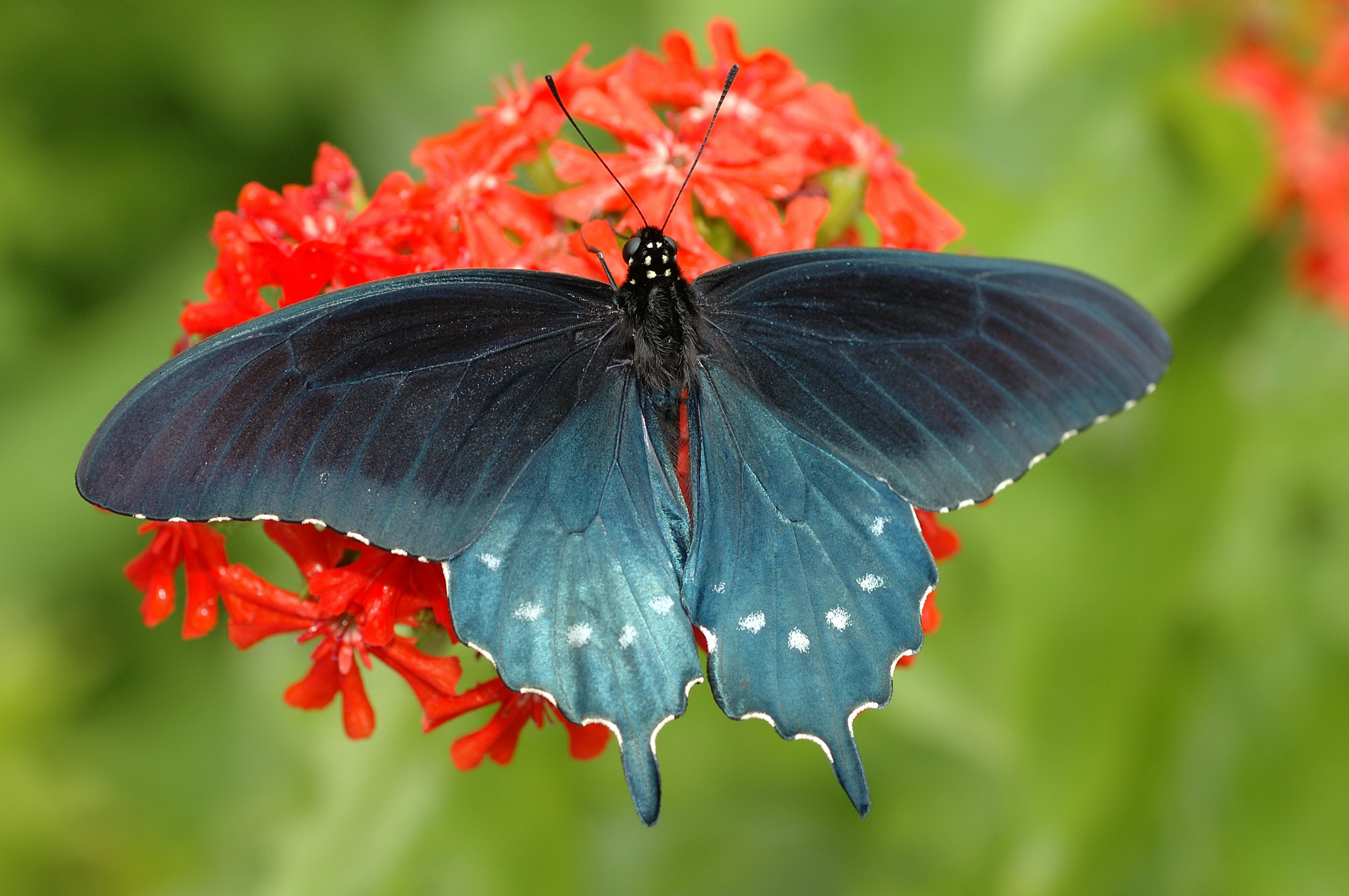 pipevine_butterfly